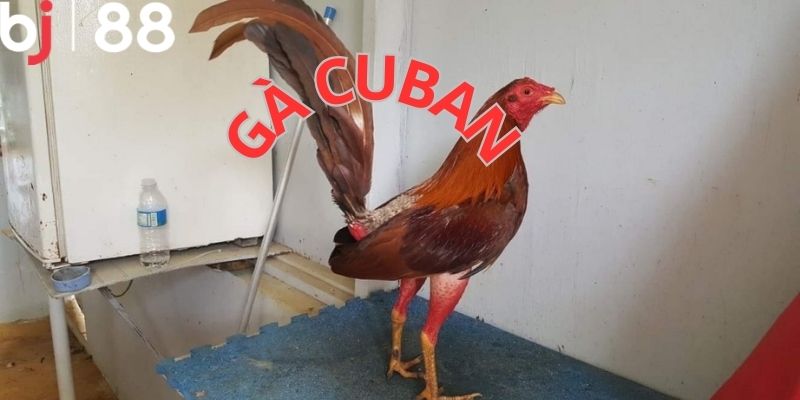 Gà Cuban là gì?